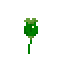 Opium poppy.png