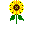 Sunflower.png