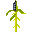 Peppercorn-plant.png